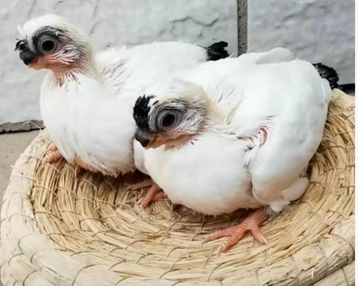 幼鸽保健