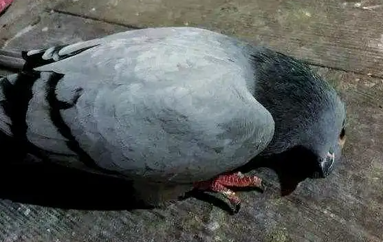 歪脖瘫痪