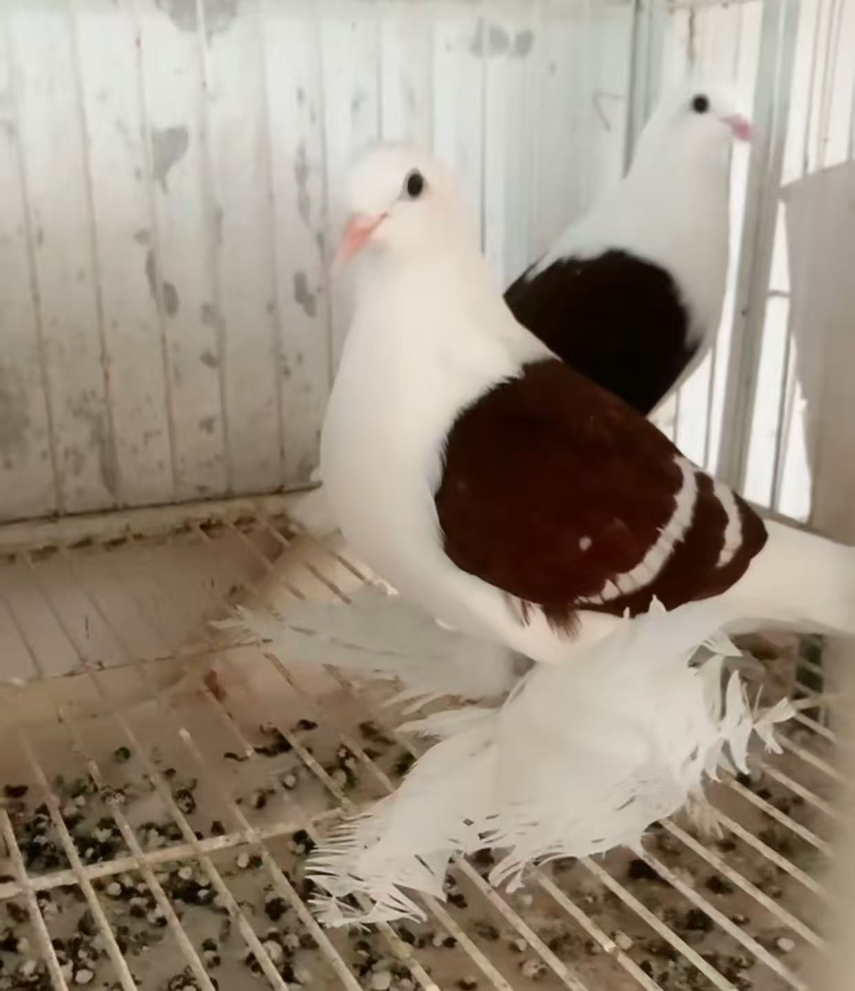 呼吸道