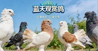 蓝天观赏鸽