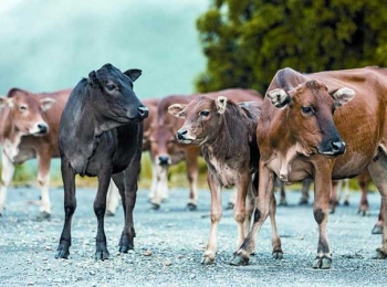 徐龙｜温良恭顺——牛